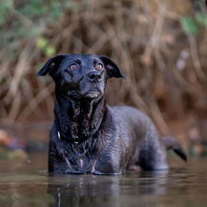 Fundraising Page: Mark Paniccia